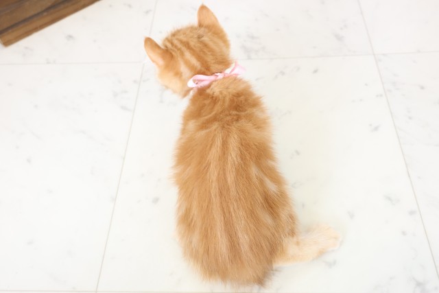 山口県のアメリカンカール (Coo&RIKUシーモール下関店/2026年2月24日生まれ/女の子/レッドタビー)の子猫の4枚目の画像