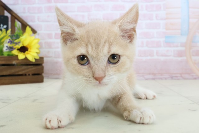 長崎県のブリティッシュショートヘアー (Coo&RIKU大村店/2026年1月26日生まれ/男の子/クリームホワイト)の子猫の1枚目の画像