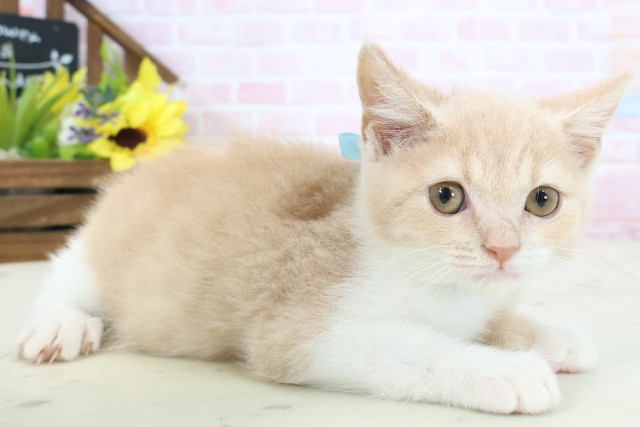 長崎県のブリティッシュショートヘアー (Coo&RIKU大村店/2026年1月26日生まれ/男の子/クリームホワイト)の子猫の2枚目の画像