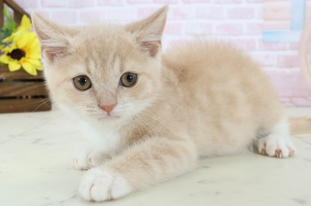 長崎県のブリティッシュショートヘアー (Coo&RIKU大村店/2026年1月26日生まれ/男の子/クリームホワイト)の子猫の3枚目の画像