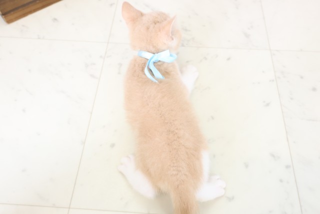 長崎県のブリティッシュショートヘアー (Coo&RIKU大村店/2026年1月26日生まれ/男の子/クリームホワイト)の子猫の4枚目の画像