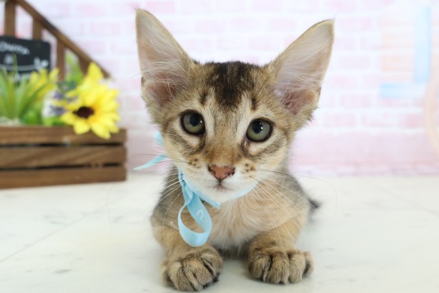 福岡県のソマリ (Coo&RIKU福岡古賀店/2026年1月17日生まれ/男の子/ルディ)の子猫の1枚目の画像