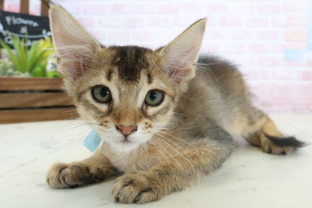福岡県のソマリ (Coo&RIKU福岡古賀店/2026年1月17日生まれ/男の子/ルディ)の子猫の3枚目の画像