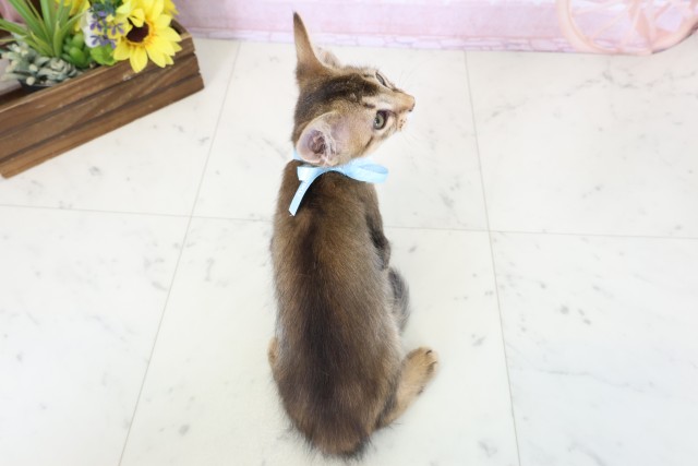 福岡県のソマリ (Coo&RIKU福岡古賀店/2026年1月17日生まれ/男の子/ルディ)の子猫の4枚目の画像