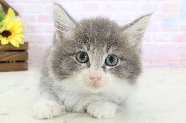 香川県のノルウェージャンフォレストキャット (Coo&RIKU高松上福岡店/2026年2月25日生まれ/男の子/ブルータビーホワイト)の子猫