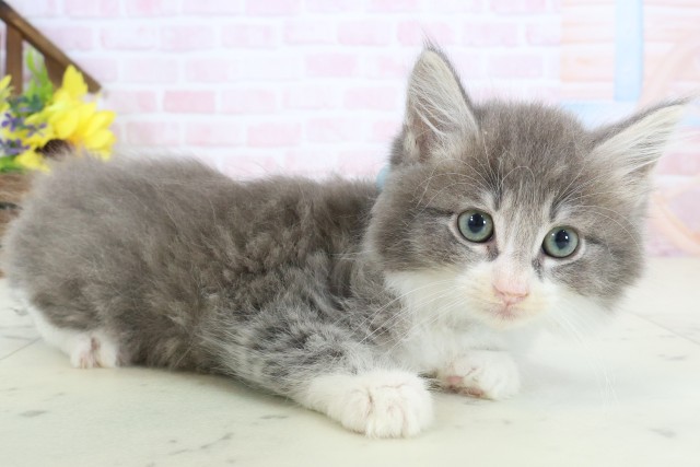 香川県のノルウェージャンフォレストキャット (Coo&RIKU高松上福岡店/2026年2月25日生まれ/男の子/ブルータビーホワイト)の子猫の2枚目の画像