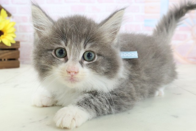 香川県のノルウェージャンフォレストキャット (Coo&RIKU高松上福岡店/2026年2月25日生まれ/男の子/ブルータビーホワイト)の子猫の3枚目の画像