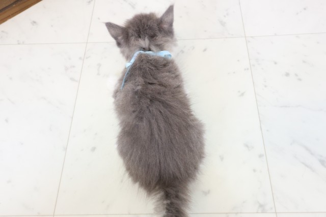 香川県のノルウェージャンフォレストキャット (Coo&RIKU高松上福岡店/2026年2月25日生まれ/男の子/ブルータビーホワイト)の子猫の4枚目の画像