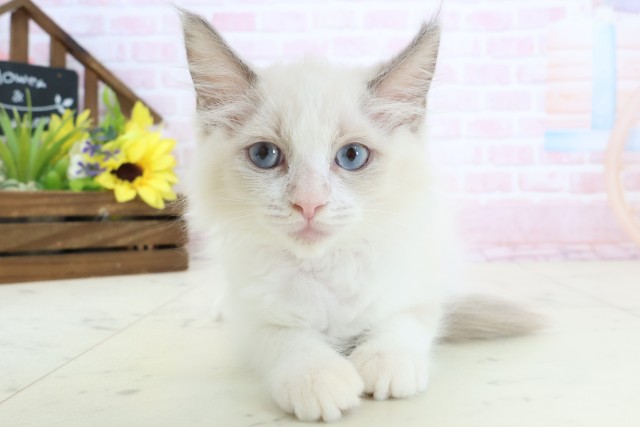 山口県のラグドール (Coo&RIKUシーモール下関店/2026年1月28日生まれ/女の子/ブルーポイントバイカラー)の子猫の1枚目の画像
