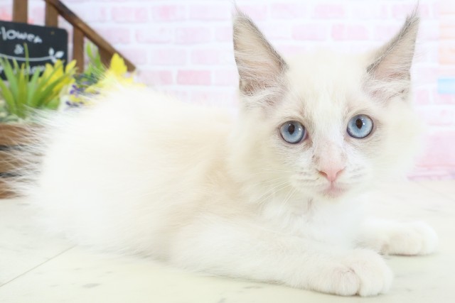 山口県のラグドール (Coo&RIKUシーモール下関店/2026年1月28日生まれ/女の子/ブルーポイントバイカラー)の子猫の2枚目の画像