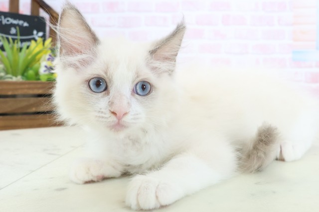 山口県のラグドール (Coo&RIKUシーモール下関店/2026年1月28日生まれ/女の子/ブルーポイントバイカラー)の子猫の3枚目の画像