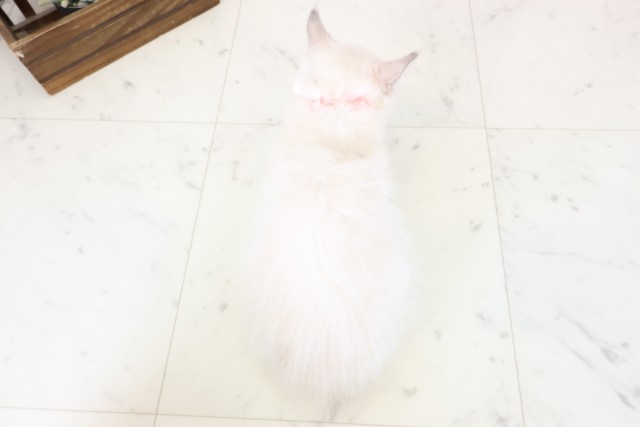 山口県のラグドール (Coo&RIKUシーモール下関店/2026年1月28日生まれ/女の子/ブルーポイントバイカラー)の子猫の4枚目の画像