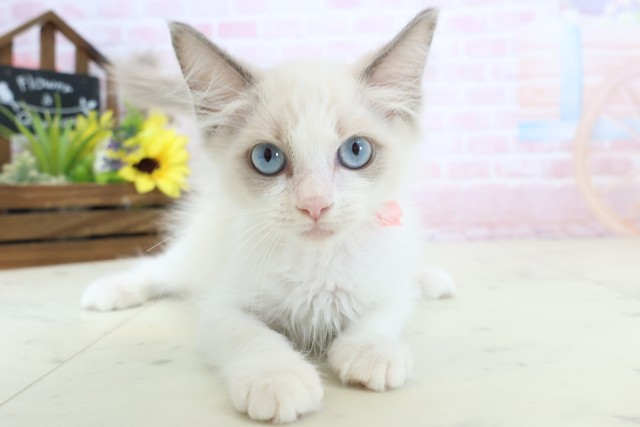 香川県のラグドール (Coo&RIKU高松上福岡店/2026年1月28日生まれ/女の子/シールポイントバイカラー)の子猫の1枚目の画像