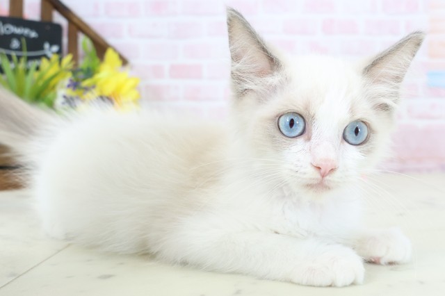 香川県のラグドール (Coo&RIKU高松上福岡店/2026年1月28日生まれ/女の子/シールポイントバイカラー)の子猫の2枚目の画像