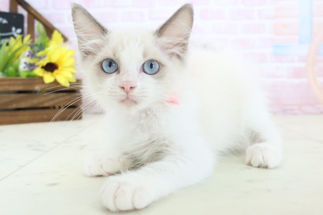 香川県のラグドール (Coo&RIKU高松上福岡店/2026年1月28日生まれ/女の子/シールポイントバイカラー)の子猫の3枚目の画像