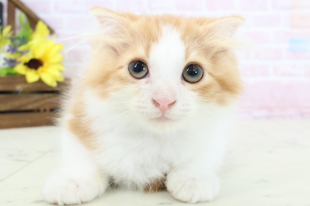 スコティッシュフォールド