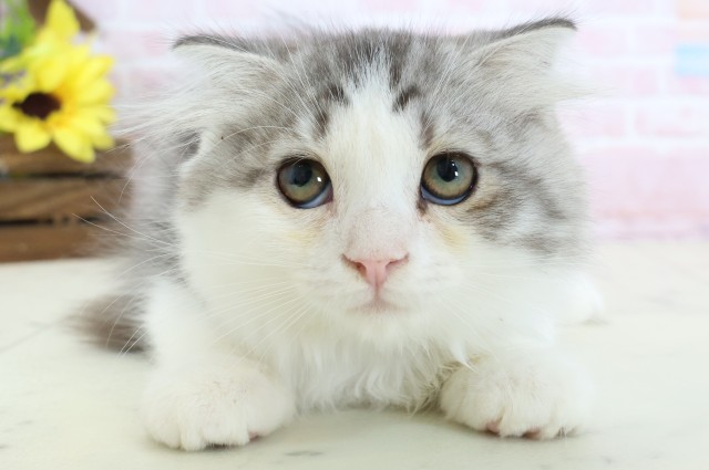 長崎県のスコティッシュフォールド (Coo&RIKU長崎佐世保店/2026年1月24日生まれ/男の子/シルバータビーホワイト)の子猫の1枚目の画像