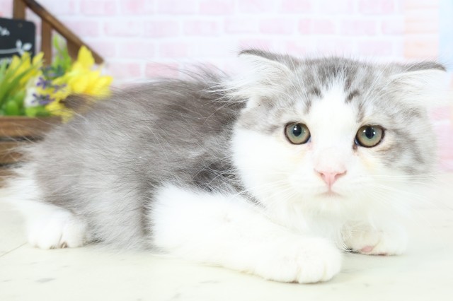 長崎県のスコティッシュフォールド (Coo&RIKU長崎佐世保店/2026年1月24日生まれ/男の子/シルバータビーホワイト)の子猫の2枚目の画像