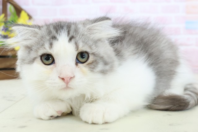 長崎県のスコティッシュフォールド (Coo&RIKU長崎佐世保店/2026年1月24日生まれ/男の子/シルバータビーホワイト)の子猫の3枚目の画像