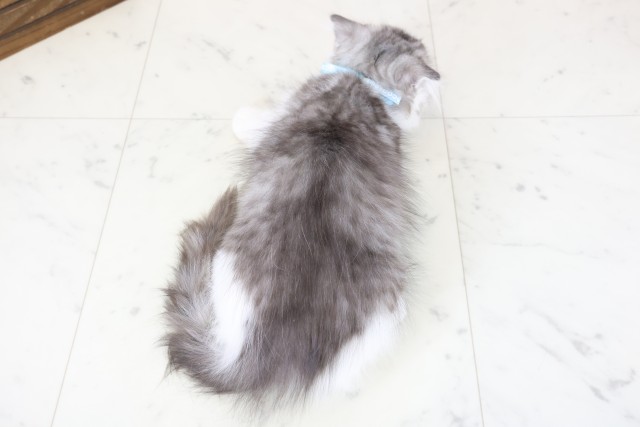 長崎県のスコティッシュフォールド (Coo&RIKU長崎佐世保店/2026年1月24日生まれ/男の子/シルバータビーホワイト)の子猫の4枚目の画像