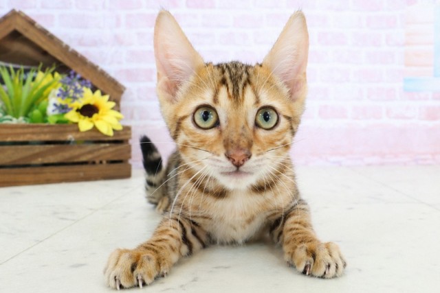 広島県のトイガー (Coo&RIKUゆめタウン大竹店/2026年1月31日生まれ/女の子/ブラウンマッカレルタビー)の子猫の1枚目の画像