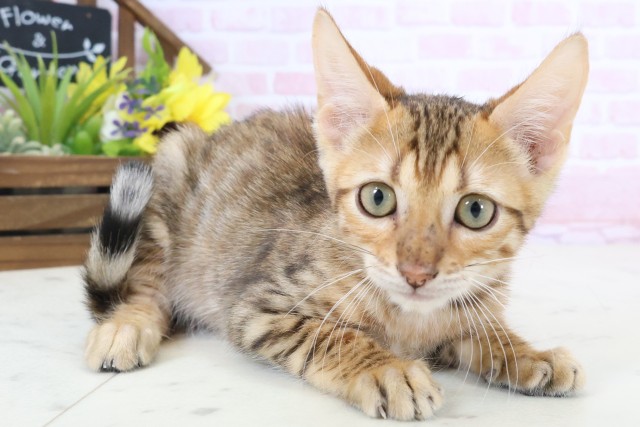 広島県のトイガー (Coo&RIKUゆめタウン大竹店/2026年1月31日生まれ/女の子/ブラウンマッカレルタビー)の子猫の2枚目の画像