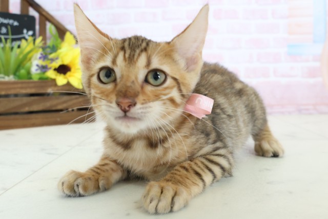 広島県のトイガー (Coo&RIKUゆめタウン大竹店/2026年1月31日生まれ/女の子/ブラウンマッカレルタビー)の子猫の3枚目の画像