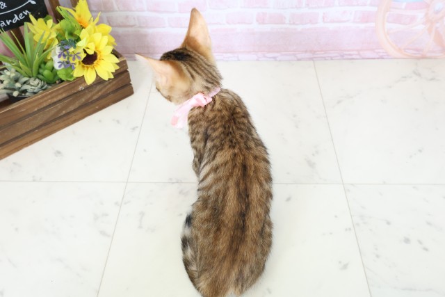 広島県のトイガー (Coo&RIKUゆめタウン大竹店/2026年1月31日生まれ/女の子/ブラウンマッカレルタビー)の子猫の4枚目の画像