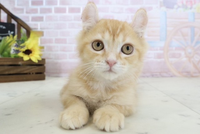 徳島県のアメリカンカール (Coo&RIKU徳島店/2025年12月25日生まれ/男の子/レッドタビー)の子猫