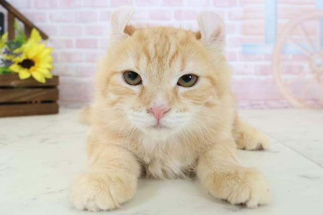 愛媛県のアメリカンカール (Coo&RIKUイオンタウン川之江店/2025年12月25日生まれ/男の子/レッドタビー)の子猫の1枚目の画像