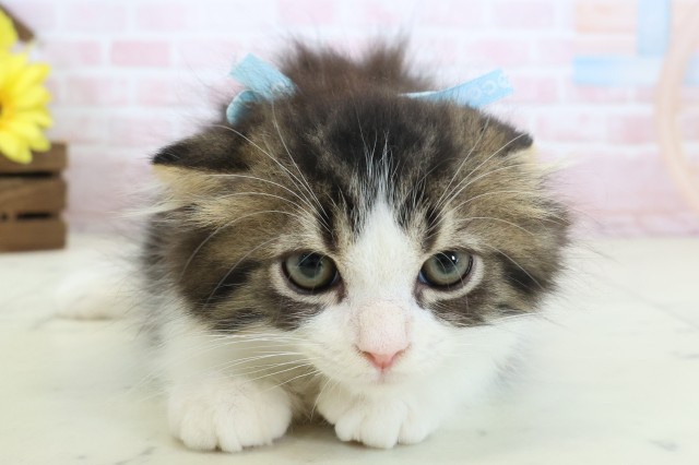 熊本県のスコティッシュフォールド (Coo&RIKU宇土シティモール店/2026年2月9日生まれ/男の子/ブラウンタビーホワイト)の子猫の1枚目の画像