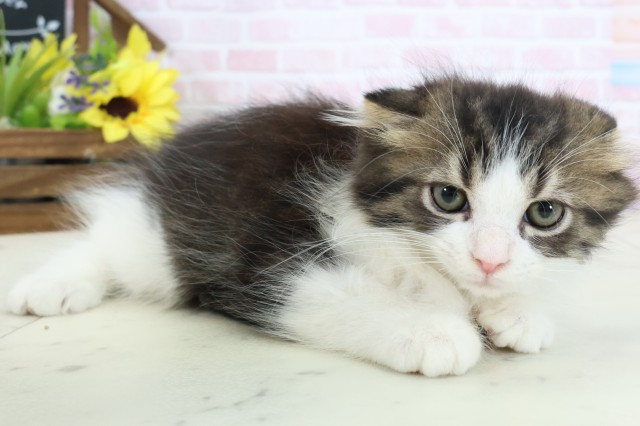 熊本県のスコティッシュフォールド (Coo&RIKU宇土シティモール店/2026年2月9日生まれ/男の子/ブラウンタビーホワイト)の子猫の2枚目の画像