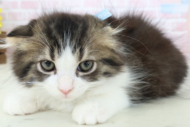 熊本県のスコティッシュフォールド (Coo&RIKU宇土シティモール店/2026年2月9日生まれ/男の子/ブラウンタビーホワイト)の子猫の3枚目の画像