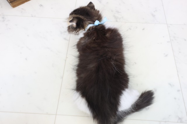 熊本県のスコティッシュフォールド (Coo&RIKU宇土シティモール店/2026年2月9日生まれ/男の子/ブラウンタビーホワイト)の子猫の4枚目の画像