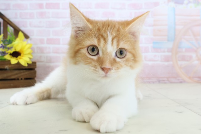 愛媛県のラガマフィン (Coo&RIKU大洲店/2026年1月10日生まれ/男の子/レッドタビー)の子猫の1枚目の画像