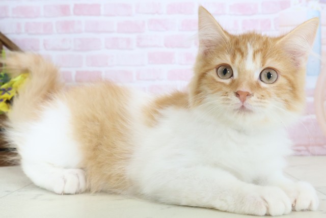 愛媛県のラガマフィン (Coo&RIKU大洲店/2026年1月10日生まれ/男の子/レッドタビー)の子猫の2枚目の画像