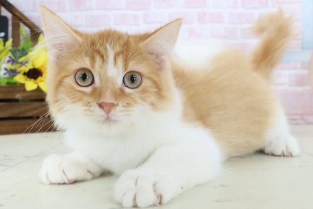 愛媛県のラガマフィン (Coo&RIKU大洲店/2026年1月10日生まれ/男の子/レッドタビー)の子猫の3枚目の画像