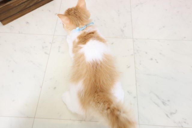 愛媛県のラガマフィン (Coo&RIKU大洲店/2026年1月10日生まれ/男の子/レッドタビー)の子猫の4枚目の画像