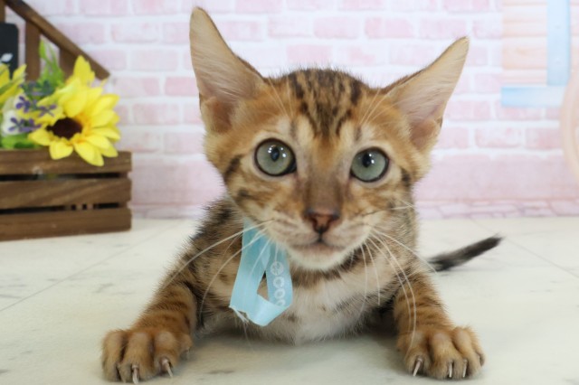 愛媛県のベンガル (Coo&RIKU大洲店/2026年1月26日生まれ/男の子/ブラウンスポットタビー)の子猫の1枚目の画像