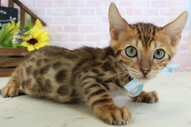 愛媛県のベンガル (Coo&RIKU大洲店/2026年1月26日生まれ/男の子/ブラウンスポットタビー)の子猫の2枚目の画像