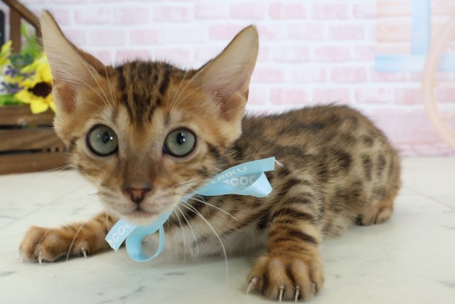 愛媛県のベンガル (Coo&RIKU大洲店/2026年1月26日生まれ/男の子/ブラウンスポットタビー)の子猫の3枚目の画像