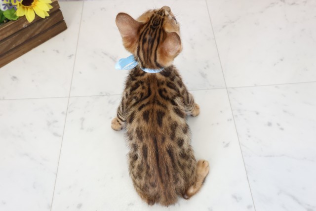 愛媛県のベンガル (Coo&RIKU大洲店/2026年1月26日生まれ/男の子/ブラウンスポットタビー)の子猫の4枚目の画像