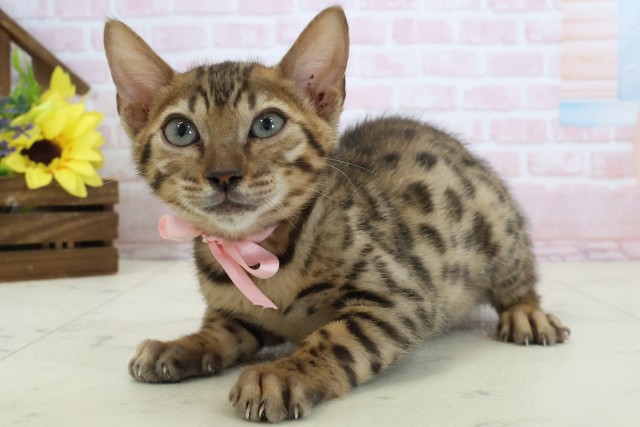 高知県のベンガル (Coo&RIKU高知御座店/2026年1月26日生まれ/女の子/ブラウンスポットタビー)の子猫の3枚目の画像