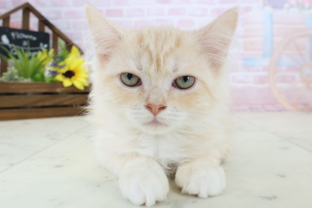 高知県のサイベリアン (Coo&RIKU高知御座店/2025年12月25日生まれ/男の子/クリームタビー)の子猫の1枚目の画像