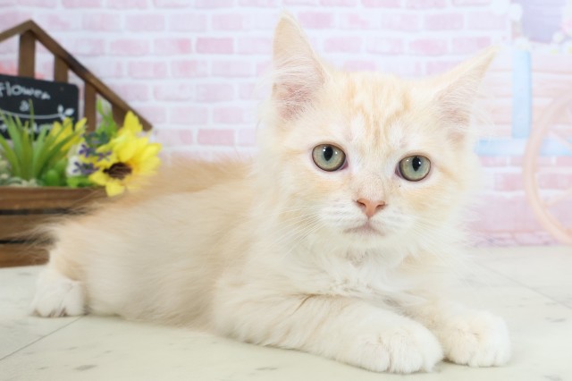 高知県のサイベリアン (Coo&RIKU高知御座店/2025年12月25日生まれ/男の子/クリームタビー)の子猫の2枚目の画像