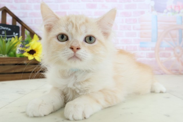 高知県のサイベリアン (Coo&RIKU高知御座店/2025年12月25日生まれ/男の子/クリームタビー)の子猫の3枚目の画像