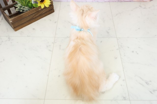 高知県のサイベリアン (Coo&RIKU高知御座店/2025年12月25日生まれ/男の子/クリームタビー)の子猫の4枚目の画像