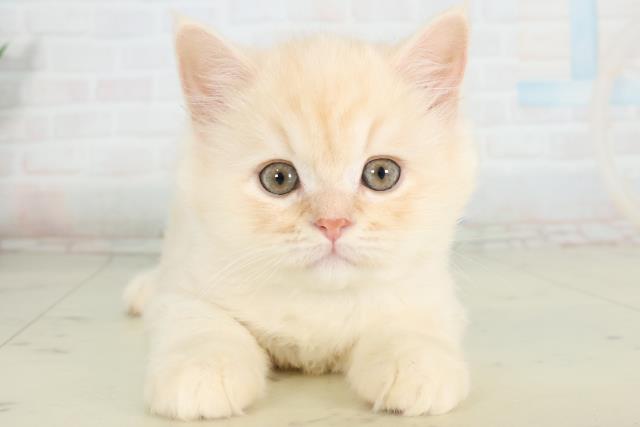 山口県のサイベリアン (Coo&RIKUサンパークあじす店/2026年1月31日生まれ/男の子/クリームホワイト)の子猫の1枚目の画像