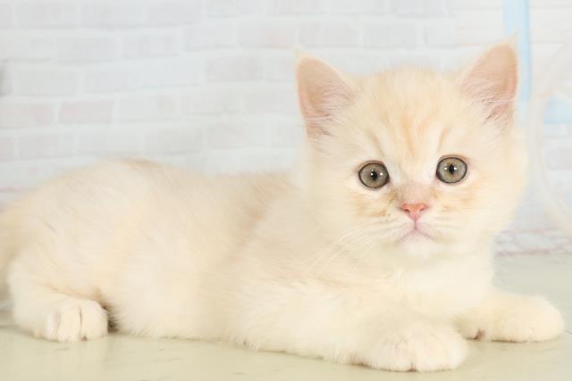 山口県のサイベリアン (Coo&RIKUサンパークあじす店/2026年1月31日生まれ/男の子/クリームホワイト)の子猫の2枚目の画像