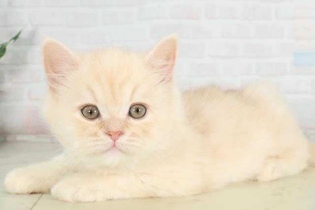 山口県のサイベリアン (Coo&RIKUサンパークあじす店/2026年1月31日生まれ/男の子/クリームホワイト)の子猫の3枚目の画像